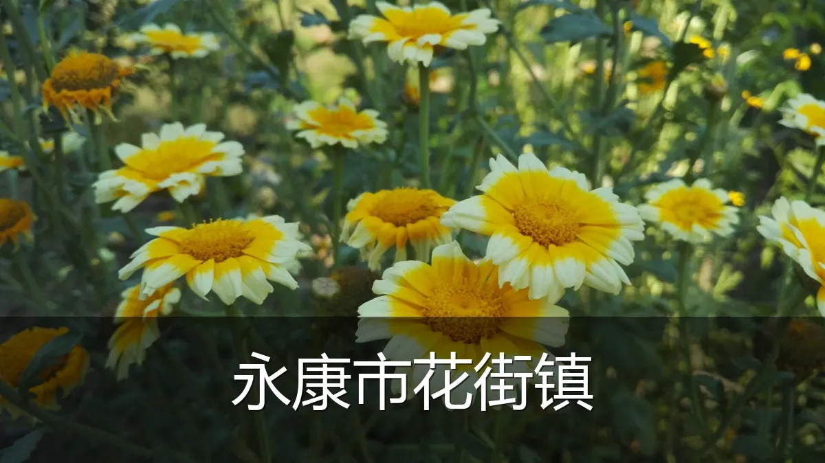 永康市花街镇
