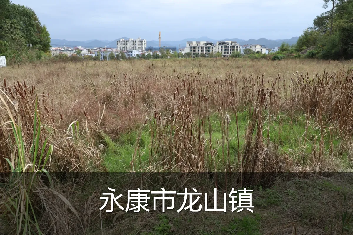 永康市龙山镇